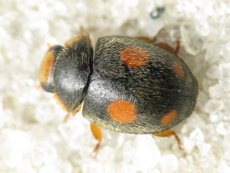 Platynaspis luteorubra (Goeze, 1777)